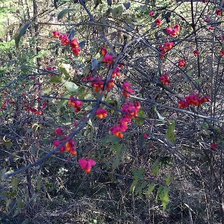 Çiftlik konaklama Cailuca *